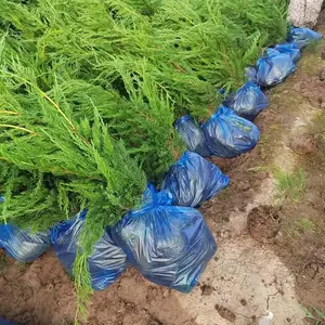 ����С���ع�ľ���� ��������С���� ��������������ֲ������
