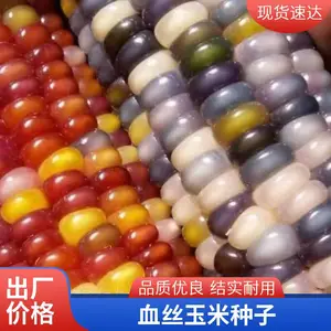 粉色文玩宝石玉米 彩色文玩宝石玉米都有