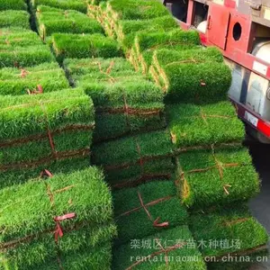 出售河 北 唐 山 草坪特点 混合品种籽 蓝色 麦冬草种子