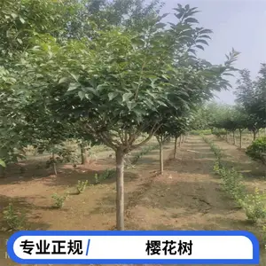˧����ľ12���� �ձ���ӣ �ϱ�����ֲ��԰��·�̻�ӣ���� �����ȫ