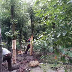 �Ĵ��ɶ������۸�10����15����20���ֻ�������СҶ����