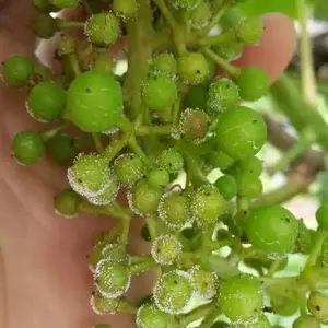 ��ʱ��˪ù��***����ֱ�����ﾭ���������ð�ȫ-0.5%��������ˮ��