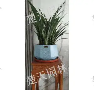 无锡售楼处绿植价格 欢迎咨询 江阴楚天供应