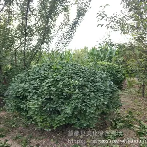 ����Ե 60������ì����� ��ì��Ʒ��ì�� ���ֹ��