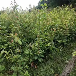 四川老鹰茶苗/重庆老鹰茶苗/贵州老鹰茶苗/贵州红白老鹰茶苗价格