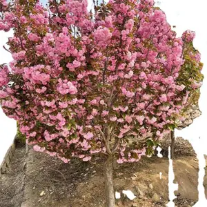 �߸�����ӣ3����-4���ָ߸�ӣ��5������ӣ-6����ӣ����