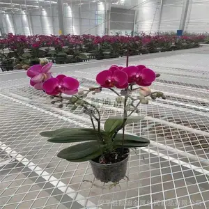 邵东钢板网苗床高质量出品 航迪移动苗床加工