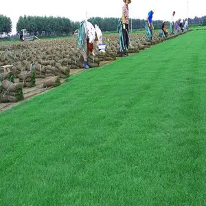 园林草坪批发多少钱一平方-春风草坪值得信赖