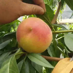 嫁接黄金蜜4号桃苗种植基地 嫁接黄金蜜4号桃苗价格图片及介绍 嫁接黄金蜜4号桃苗多少钱能买到