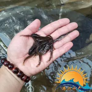 ǯ�������ֱ�� ��ˮ���������������۸��ȶ� ���������ȶ�