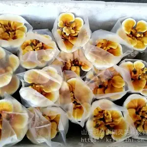�Ƶ��ʻ���֥�辰���� �辰��֥��ֲ ������֥ ������֥��ֲ���� ����֥ �辰��������