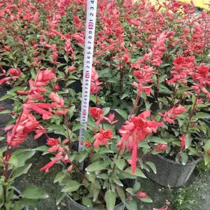 一串红杯花 新品一串红基地批发 30-50高一串红工程苗