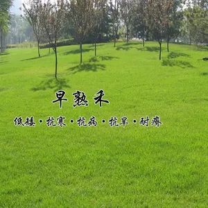 ʮ������̲�Ƥ����ֱ��
