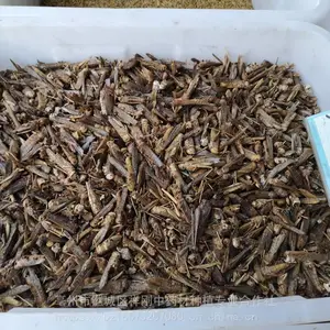 蚂蚱 中药蚂蚱的功效 蚂蚱批发价格