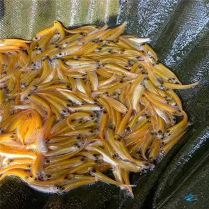 ��ɫС������ ��˿����1-6���� ��ֳָ��