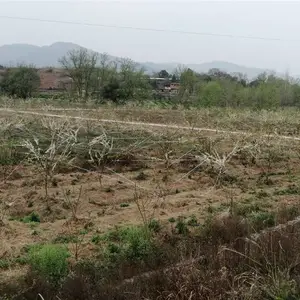 蜂糖李苗,蜂糖李苗报价,蜂糖李苗品种介绍