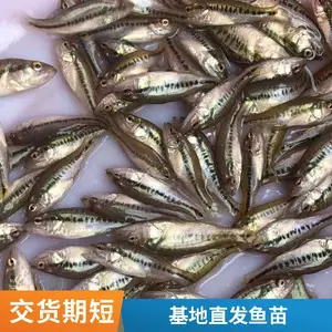 鲲腾水产 鲈鱼寸苗 水产养殖 加州鲈批发 氧气袋包装