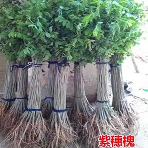 高速紫穗槐小苗种子-龙博紫穗槐-铜仁高速紫穗槐小苗