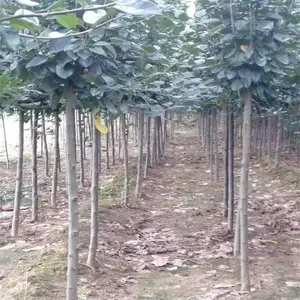 9����Ѥ������ �ο��۸� ˧��ũҵ ��������5���ֱ�������