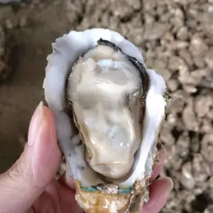 上海生蚝批发市场在哪里进货 带壳生蚝批发在哪里进货