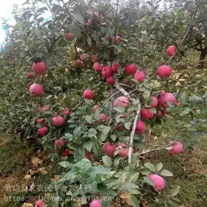 ������ƻ�������� 4����ƻ����***��