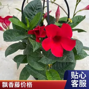 Ʈ����С����� ������ ԰��ͥԺ���Թ���ֲ�� �ɷ�����