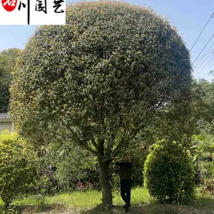 桂花树苗圃基地直供 四川重庆桂花树价格报价 8-20公分桂花树批发 诚信经营