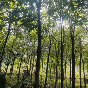 丹桂苗,抢手丹桂苗,红花浓香当年见花,各种规格的丹桂苗,长期供丹桂苗
