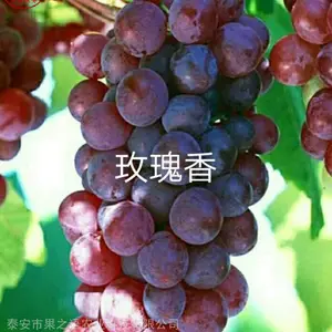 ��������������������硢��֭����������������������Ǽ���