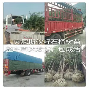 ���ʺ���������ʯ���� ͻ��˹����ʯ������ ���� ��ʯ����