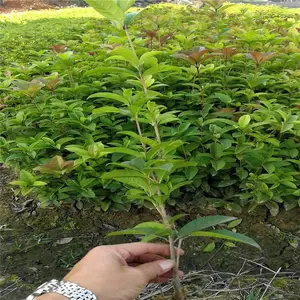 广东广州毛杜鹃苗价格敬请光临