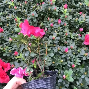�������ش�������13���߶�15�������ϵĹ�����Ŷ�ļ����̻��