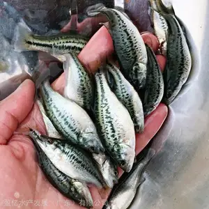 信的过厂家加州鲈鱼苗优惠多多