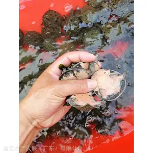 �ڻ������� ��ֳ�������� ӯ��ˮ�� ������ˮ��������Ӿ���