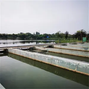 萧 山质优锦鲤观赏鱼 丹顶昭和红白锦鲤 发货速度快多色 高存活率