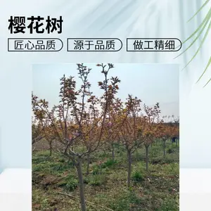 ˧����ľ12���� �ձ���ӣ �ϱ�����ֲ��԰��·�̻�ӣ���� �����ȫ