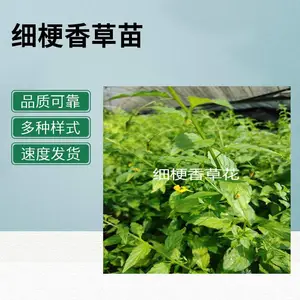 苗源细梗香草 驯化苗 优质品种适应广 绿化香草种植佳选