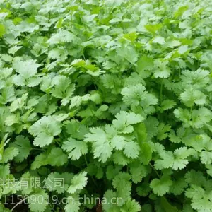 河北幕田,香菜专用微量元素叶面肥,不含激素,厂家直销,一壶水8毛钱500ml一瓶