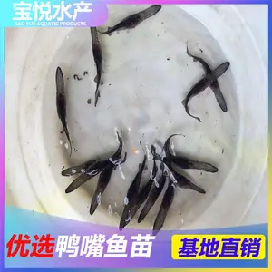 四川绵阳广东鸭嘴鱼苗快大 鸭嘴鱼苗批发采购