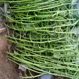 ������ �ع��������Ӧ