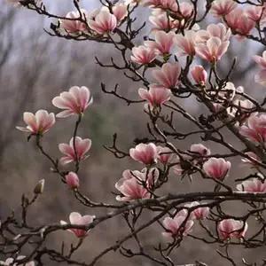 枣树***格-太原枣树-山西雅仕阁(查看)