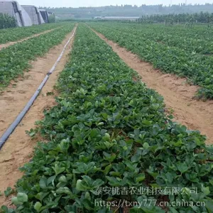 占地草莓苗批发,山东草莓苗批发基地