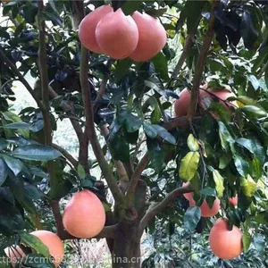 ���ݺ��������� ����ƽ�����ں���������