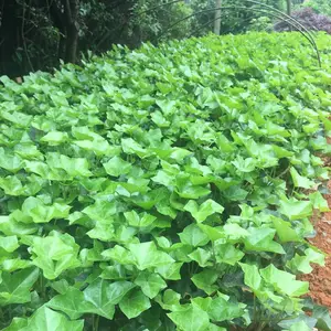 ������ֲ�� ��ǽ�� �����ϲ���̬��԰�����̻��õ�Ǥ����ľ***�� ��������