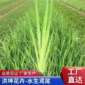 鸢尾 基地发货一手货源 工地施工花卉品种 鸢尾小苗 营养杯工程花绿化
