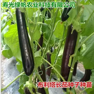 嫁接长茄苗 大龙长茄苗 嫁接绿把长茄苗 765绿萼长茄苗 线茄苗烧烤茄苗