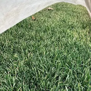 人工草坪厂家-人工草坪-太原雅仕阁园林工程