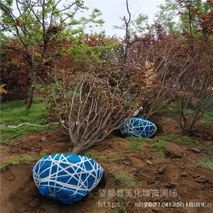 ����Ե ��÷���籨�� ÷���� ����ֱ��