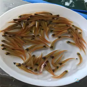 ����˹������� ���۽�˿������ ���۽�˿������