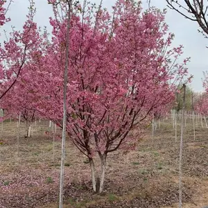 早樱-7公分樱花树 8公分高杆樱花-9公分 10公分晚樱